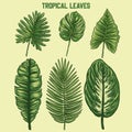 Design vrctor set tropical leaves Royalty Free Stock Photo