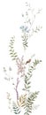 Design watercolor leaves and flowers. Mural. A delicate vertical wreath plants flowers. Botanical modern illustration