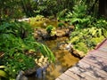 Design waterfall with koi fish pond in the garden Royalty Free Stock Photo