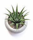Organic Aloe Vera Plant: Perfect for Home Decor and Health Benefits