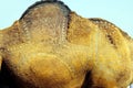 Designed camel skin