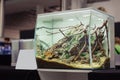 Designer aquarium with wood in the interior