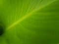 Designer Banana Green Leaf Background Royalty Free Stock Photo
