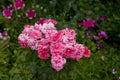 A designer bouquet of beautiful red roses. Royalty Free Stock Photo