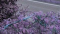 Designer color grade of unearthly turquoise berries purple leaves and highway on background