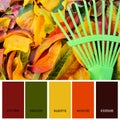 Designer Color Palette inspired by Autumn Fall leaves.