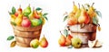 Bushel basket of pears, Bushel basket of agricultural crops & fruits Watercolor style isolated on white background.