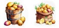 Bushel basket of potatoes, Bushel basket of agricultural crops & fruits Watercolor style isolated on white background.