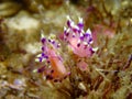 Desirable Flabellina, Nudibranch, Sea Slug