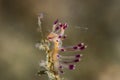 Nudibranch Desirable Flabellina Coryphellina exoptata