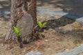 The desire to survive at any cost, new shoots in place of the cut trunk of the tree, the motivation to hold on and win