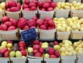 Desiree potatoes  and Solanum tuberosum `Dore` potatoes Royalty Free Stock Photo