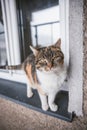 Desirous expression of a colourful house cat sitting at the window waiting for a proper dinner