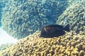 Desjardin`s Indian sailfin tang Royalty Free Stock Photo