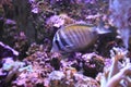 Desjardin sailfin tang Royalty Free Stock Photo