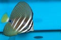 Desjardini Sailfin Tang in Aquarium Royalty Free Stock Photo