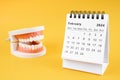 Desk calendar February 2024 and tooth model on yellow background