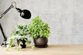 A desk for working with a lamp and flowers on wooden surface and a concrete gray wall on the background. Copy space Royalty Free Stock Photo