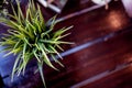 desks and decorative flowers  desks and decorative flowers Royalty Free Stock Photo