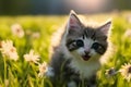 Cute kitten near flowers, vintage postcard with a picture of a kitten