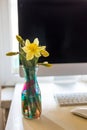 on a desktop with a monitor and keyboard, in a home office, there is a stained glass vase with fresh flowers of yellow Royalty Free Stock Photo