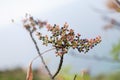 Desktop wallpaper with a branch of wild pistachio tree Royalty Free Stock Photo