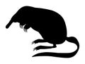 Mammal illustration. Black silhouette Desman.