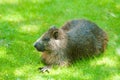 Desmarest's Hutia Royalty Free Stock Photo