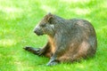 Desmarest's Hutia Royalty Free Stock Photo