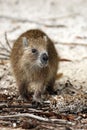 Desmarest`s hutia Capromys pilorides, also known as the Cuban hutia on the beach. A large rare South American rodent on the san Royalty Free Stock Photo