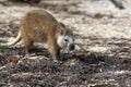 Desmarest`s hutia Capromys pilorides, also known as the Cuban hutia on the beach. A large rare South American rodent on the san Royalty Free Stock Photo