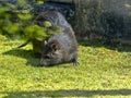 Desmarest`s Hutia, Capromys pilorides, is a large tree rodent Royalty Free Stock Photo