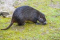 Desmarests hutia or Cuban hutia, Capromys pilorides. Endemic rodent from Cuba, Central America Royalty Free Stock Photo