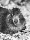 Desmarests hutia or Cuban hutia, Capromys pilorides. Endemic rodent from Cuba, Central America Royalty Free Stock Photo