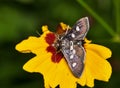 Desmia subdivisalis moth on tickseed flower. Royalty Free Stock Photo