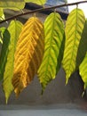 Desmos chinensis lour diseased leaves and sunlight Royalty Free Stock Photo