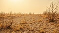 Desolate arid landscape with cracked dirt dry grass and withered bushes under a scorching sun Royalty Free Stock Photo