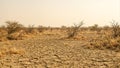 Desolate arid landscape with cracked dirt dry grass and withered bushes under a scorching sun Royalty Free Stock Photo