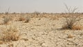 Desolate arid landscape with cracked dirt dry grass and withered bushes under a scorching sun Royalty Free Stock Photo
