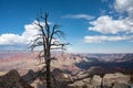 a dead tree sitting on top of a cliff with rocks Royalty Free Stock Photo