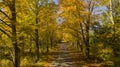 Secluded Narrow Lane Road Tree Leaves Autumn Season Fall Colors Royalty Free Stock Photo