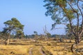 Forest landcape national park de Hoge Veluwe, Holland Royalty Free Stock Photo