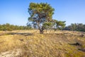 Forest landcape national park de Hoge Veluwe, Holland Royalty Free Stock Photo