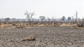 Desolate landscape with cracked ground skeletal trees and hazy sky Royalty Free Stock Photo