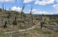 Desolate Landscape, Forest Fire Burn