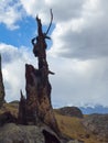 Desolate landscape features a weathered dead tree trunk among rocks and grass with snow capped mountains in distance Royalty Free Stock Photo