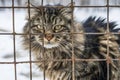 Desolate stray cat in shelter cage, abandoned and hungry behind rusty bars, seeking a home