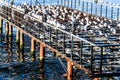 Desolated Dock With Seagulls And Calm Sea Royalty Free Stock Photo