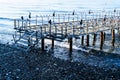 Desolated Dock With Seagulls And Calm Sea