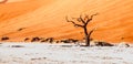 Desolated dry landscpe and dead camel thorn trees in Deadvlei pan with cracked soil in the middle of Namib Desert red Royalty Free Stock Photo